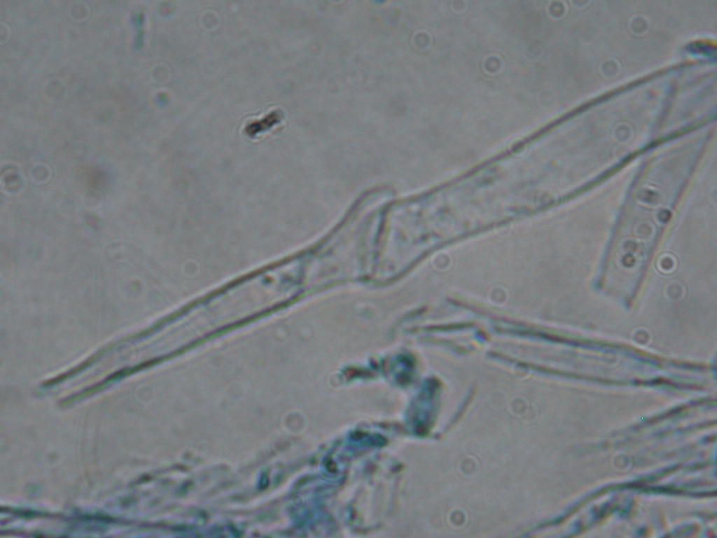 Ci (ri)provo con questo... Quizzzzzzzz